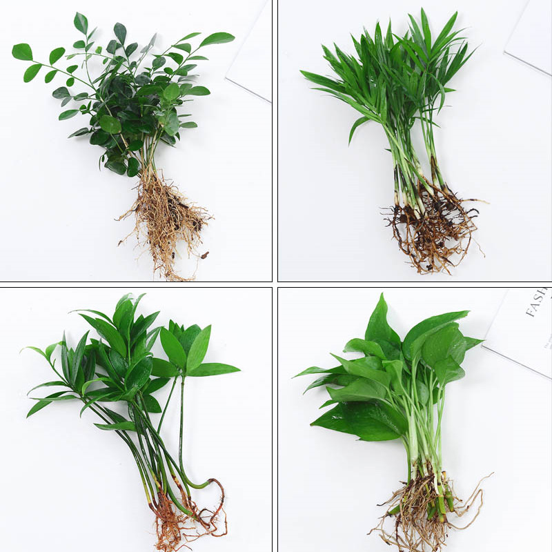 水培植物绿植室内水养绿萝花卉盆栽吉利红四季水生好养富贵竹竹柏