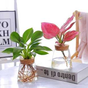 透明简约创意水培植物玻璃花瓶水养绿萝九里香罗汉松盆栽插花瓶