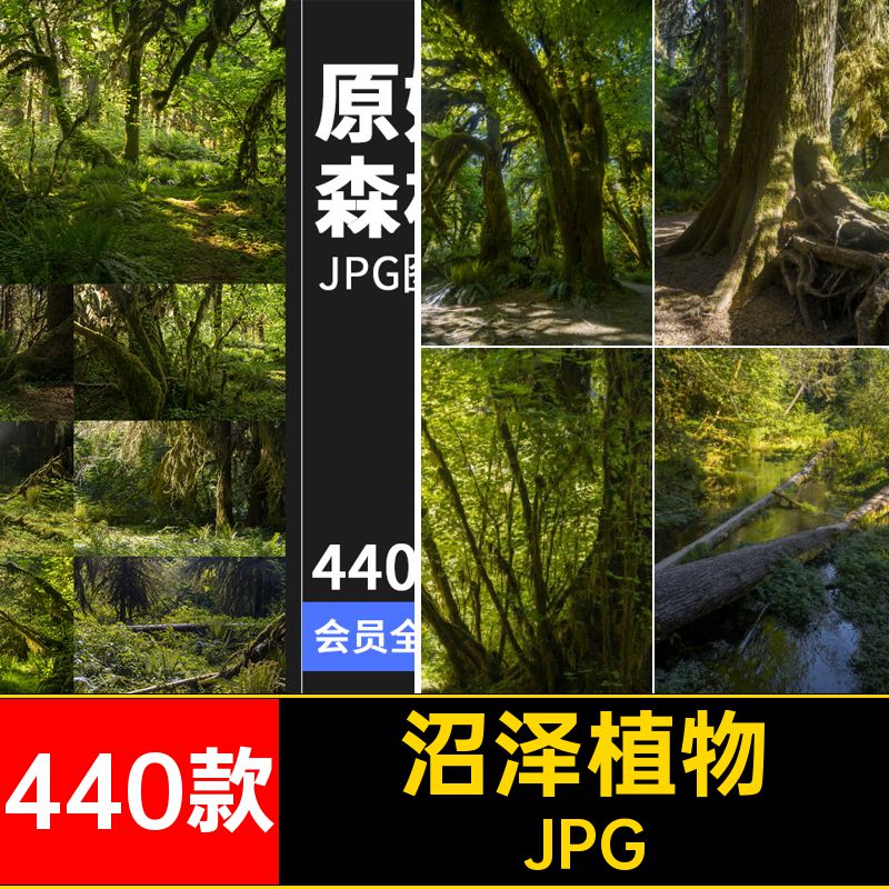 440款原始森林场景图片JPG茂密合成树木图片素材灌木后期参考丛林