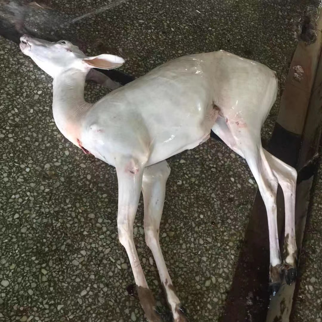 东北梅花鹿肉新鲜现杀鹿腿鹿排新鲜鹿肉鹿腿肉整只鹿白条顺丰包邮