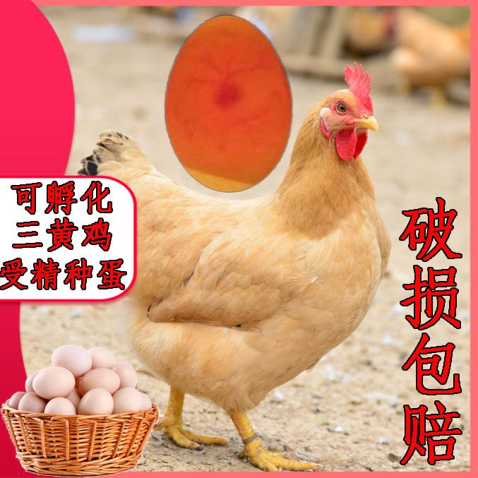 三黄鸡种蛋可孵化小鸡受精蛋散养活珠子/毛胚蛋