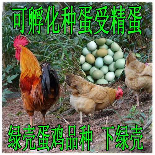 绿壳蛋鸡种蛋受精蛋可孵化小鸡的蛋下绿壳下蛋多 产蛋多多 宠物鸡