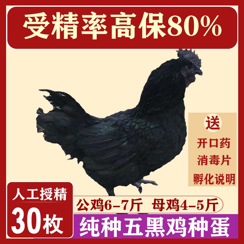 五黑鸡绿壳种蛋可孵化小鸡受精蛋活珠子/毛胚蛋