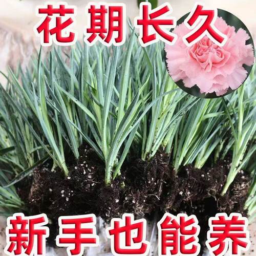 云南直发康乃馨花苗10棵四季种植花苗春夏季阳台盆栽室外重瓣大花