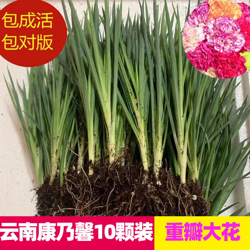 康乃馨花苗盆栽室内阳台庭院种植