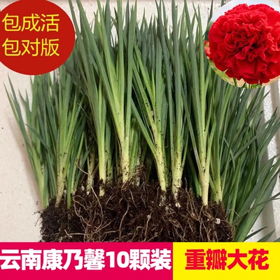 重瓣大花康乃馨花苗阳台