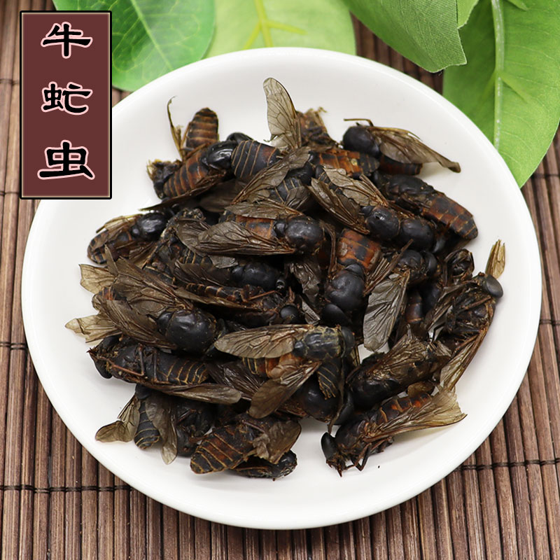 牛虻虫中药材100g牛氓虫筛选大个牛苍蝇牛蚊子牤虫粉忙虫售九香虫