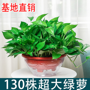 大叶绿萝盆栽室内客厅净化空气水培植物绿植花卉办公室绿箩批发