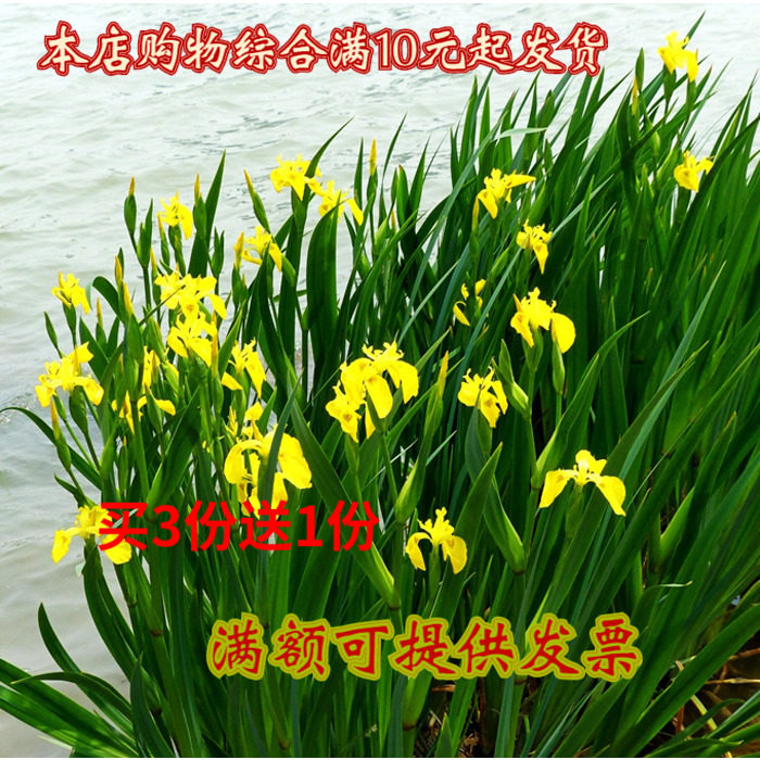 鸢尾花价格 鸢尾花图片 星期三