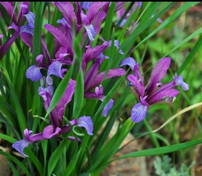 马兰花盆栽 马兰花苗  绿化苗马蔺花 马兰花苗 马莲马兰苗按从买