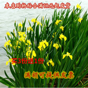 包邮买3送1水生植物黄菖蒲苗常绿鸢尾再力花苗梭鱼草睡莲美人蕉苗