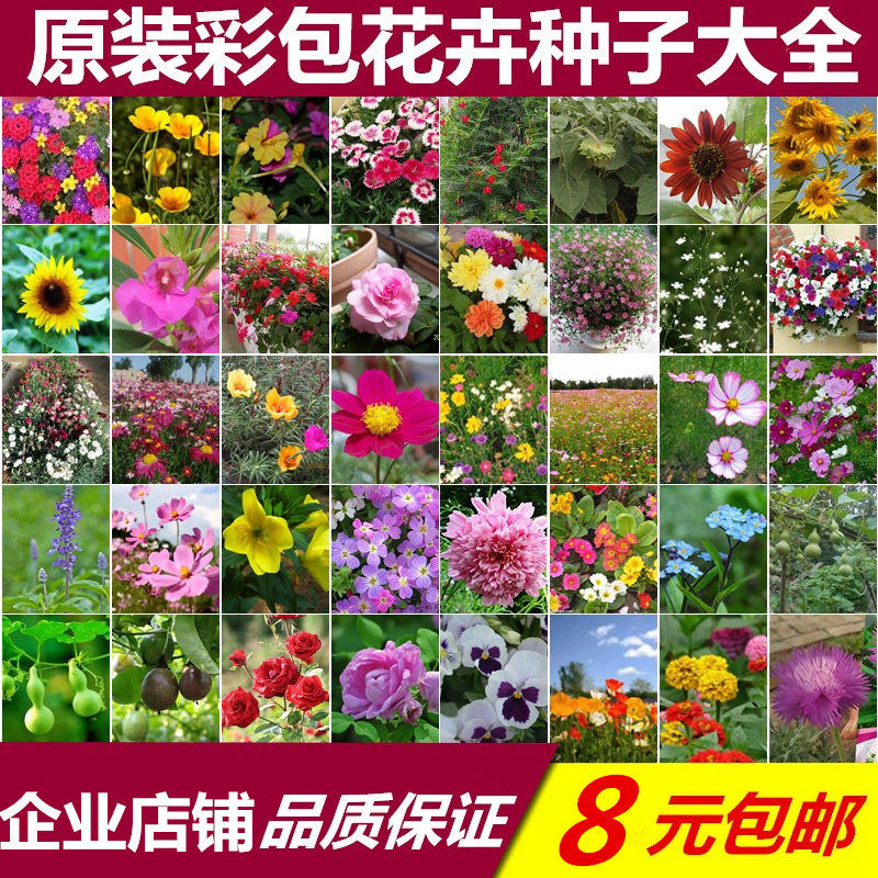 四季花卉种太阳花碗莲玫瑰薄荷含羞草室内盆栽向日葵种子易活包邮