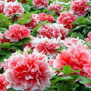 牡丹花种籽子 牡丹种子 牡丹花种子 牡丹花子种 洛阳 四季开花