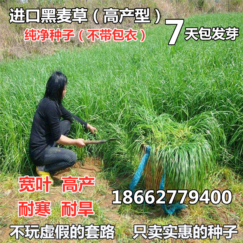 进口耐寒多年生黑麦草种子四季长青牧草种子猪牛羊鸡鸭鹅鱼草种籽