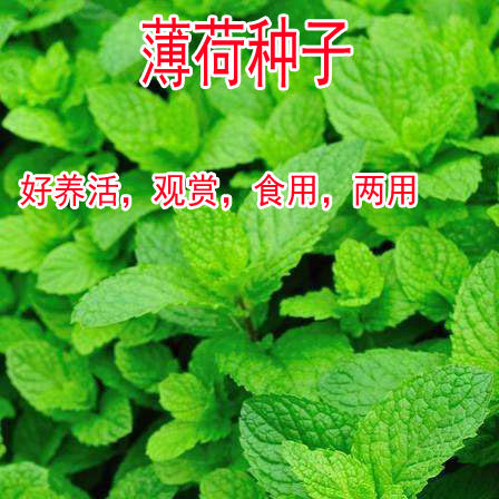 薄荷盆栽可食用花种子四季种易活开花不断室内外阳台观叶夏季植物