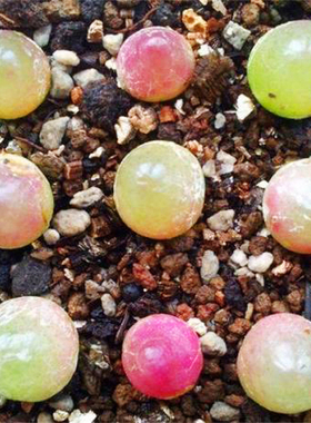 Conophytum burger番杏科肉锥花属编号混灯泡多肉种子优选红母本