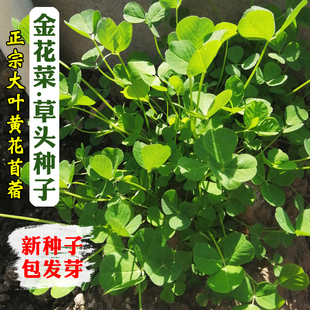草头种籽金花菜菜籽上海草头种子草头菜种籽金花菜种子金花菜籽