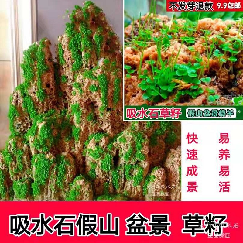 吸水石植物上水石假山盆景草籽铺面绿水草子种青苔藓孢子粉微景观