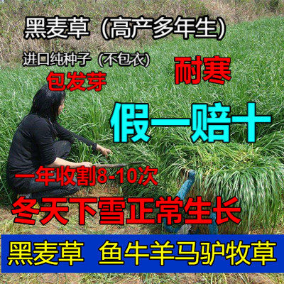 进口耐寒牧草种子多年生黑麦草种子四季常青鸡鸭鹅猪牛羊鱼草种籽