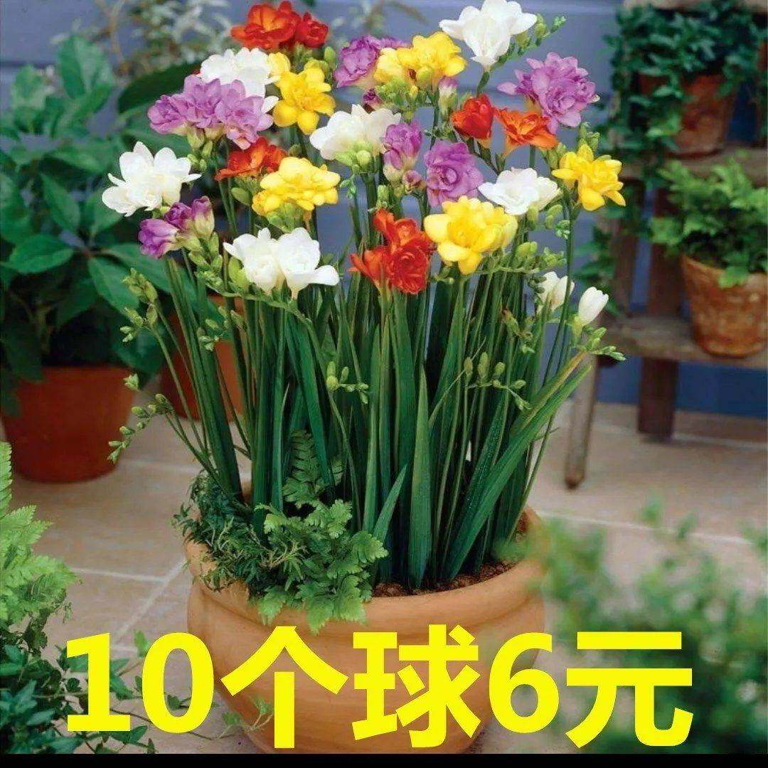 重瓣香雪兰种球小苍兰种子花卉盆栽植物庭院四季易活浓香型室内花