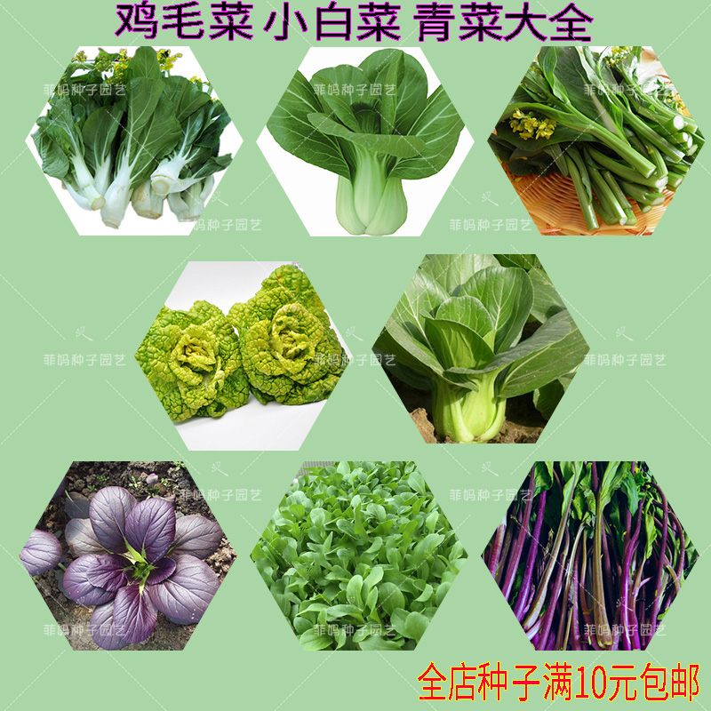 蔬菜种子四季易播上海青菜种子苏州青菜种籽油菜鸡毛菜小青菜菜心