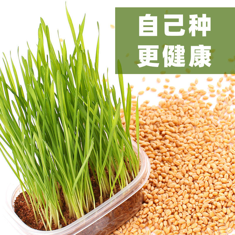 猫草草种籽子水培猫猫爱吃燕麦大麦小麦草种籽易活四季盆栽猫薄荷