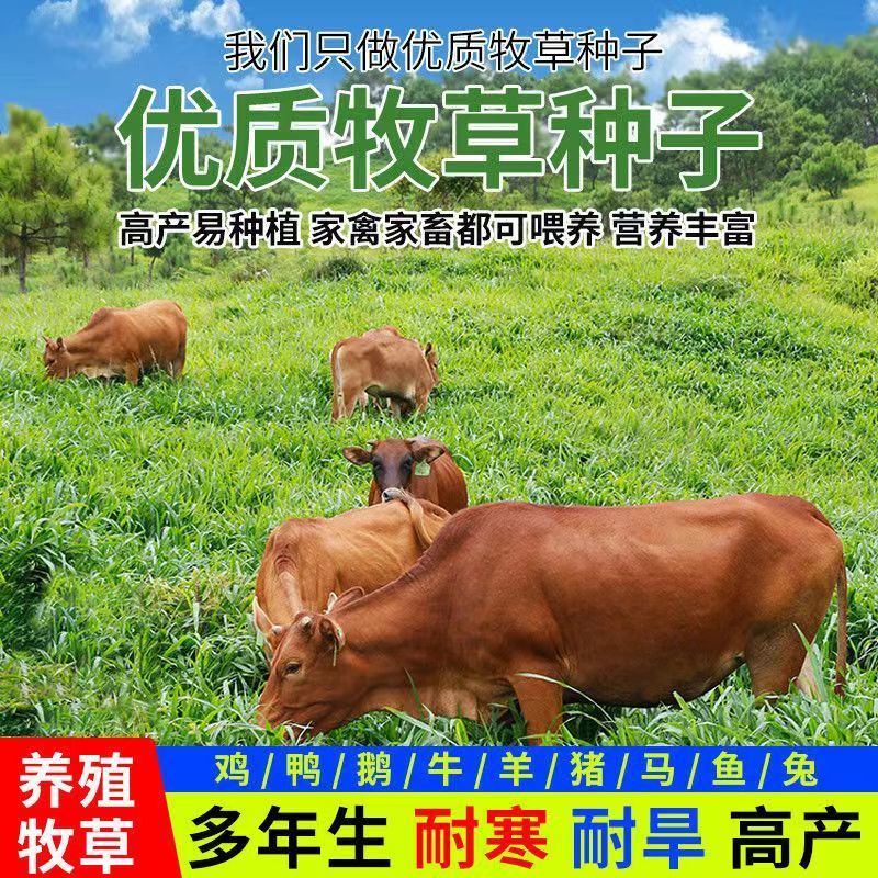 黑麦草种籽子种四季多年生耐寒牧草种子畜牧养殖草种喂鸡牛羊鱼草