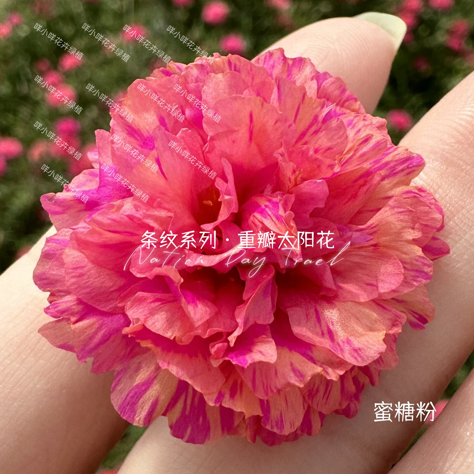 网红【条纹系列】重瓣太阳花宿根夏天耐晒新手易活楼顶无根枝条图片