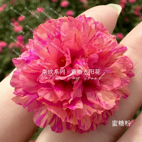网红【条纹系列】重瓣太阳花宿根夏天耐晒新手易活楼顶无根枝条