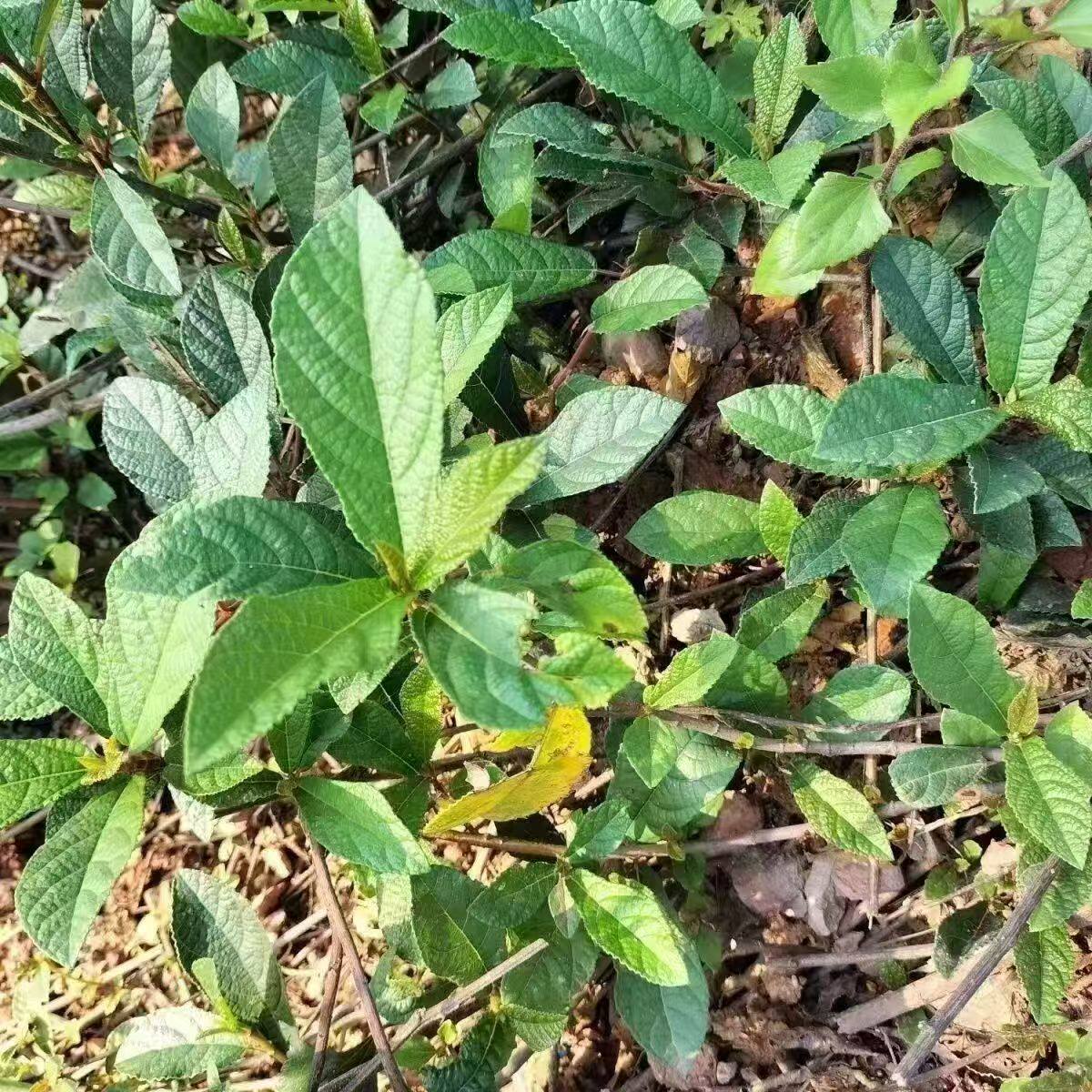 云南野生中药材地枇杷 地果根地桌面绿植