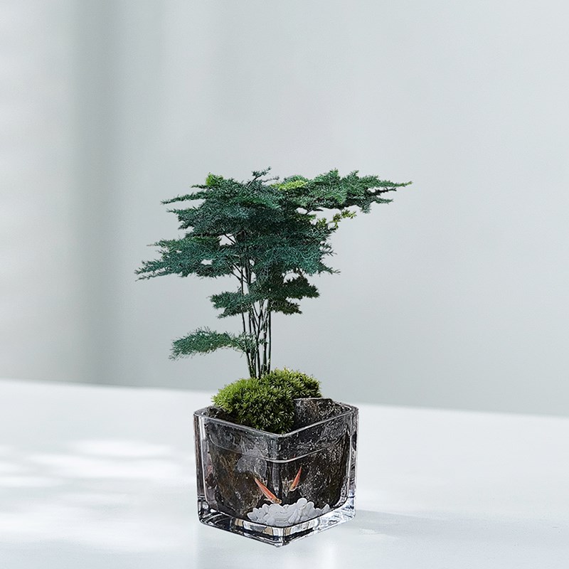 优选盆栽室内f茶桌办公桌苔藓微景观生态缸小叶赤楠造景绿植小鱼.