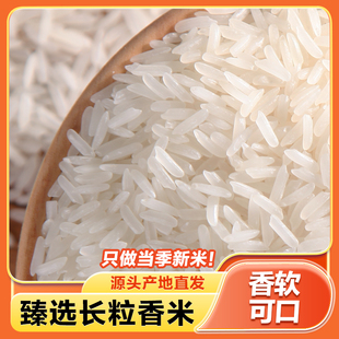 晚稻新米南方正宗猫牙米量贩装独立包装一级猫牙米长粒大米高品质