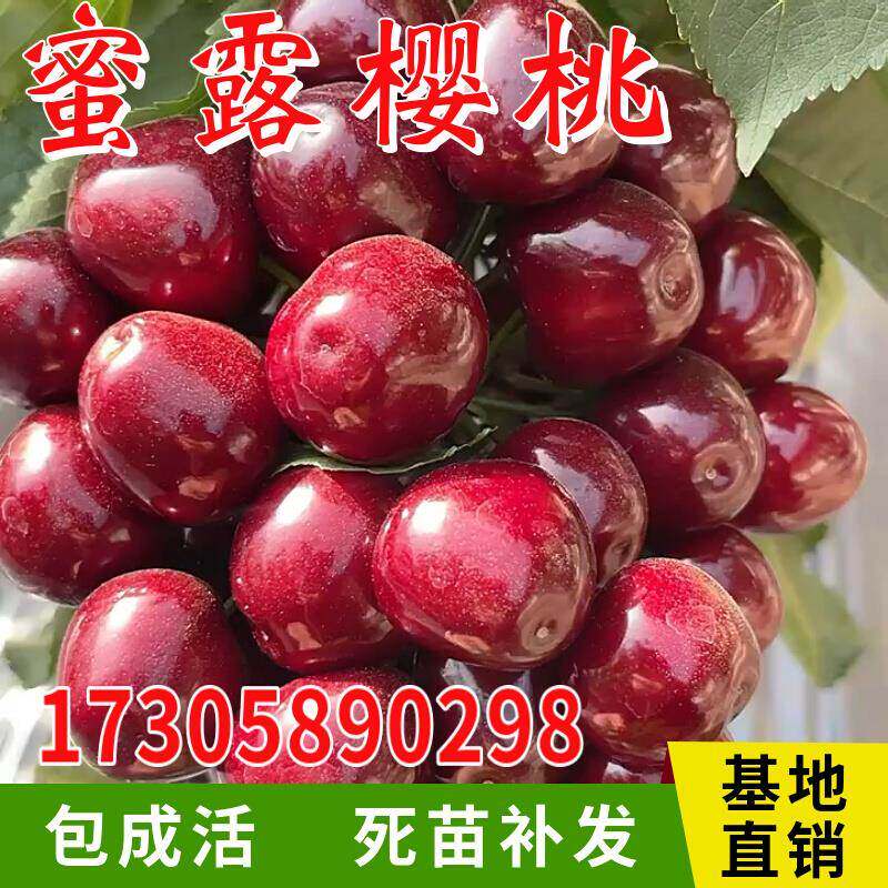 蜜露大樱桃树苗嫁接南北方庭院地栽大苗阳台盆栽活苗种植当年结果