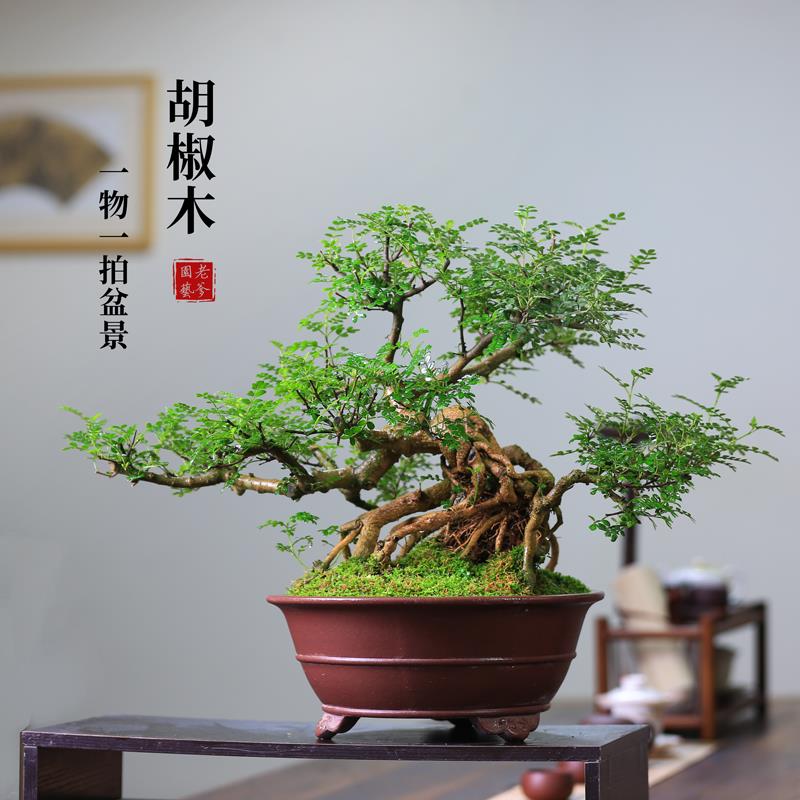 胡椒木老桩真盆景一物一拍造型植物盆栽庭院清香木绿植净化空气