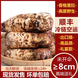 农乐美香格里拉野生新鲜松茸出口级现货速发菌菇礼盒云南特产顺丰