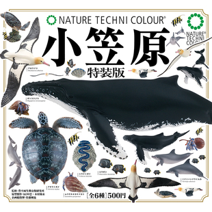 日本正版IKIMON 小笠原特装版扭蛋 座头鲸蝴蝶鱼寄居蟹海龟摆件