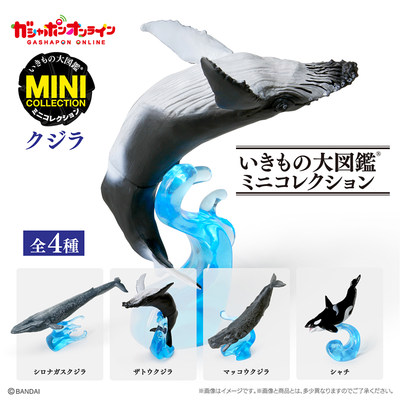 日本正版万代生物大图鉴鲸鱼