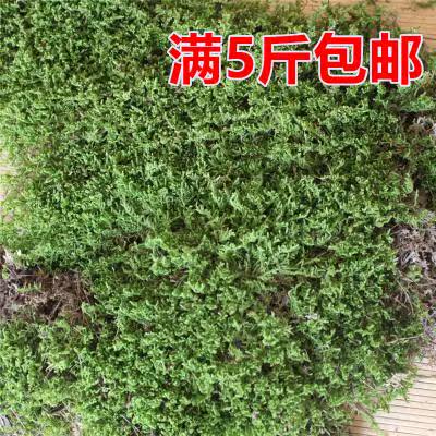 干水苔苔藓水草青苔乌龟保湿蛇垫材兰花石斛栽培嫁接包裹基质在类目 鲜花速递/花卉仿真/绿植园艺, 园艺用品, 其它园艺用品中 - 来自Buy2taobao.com提供专业的淘宝代购服务