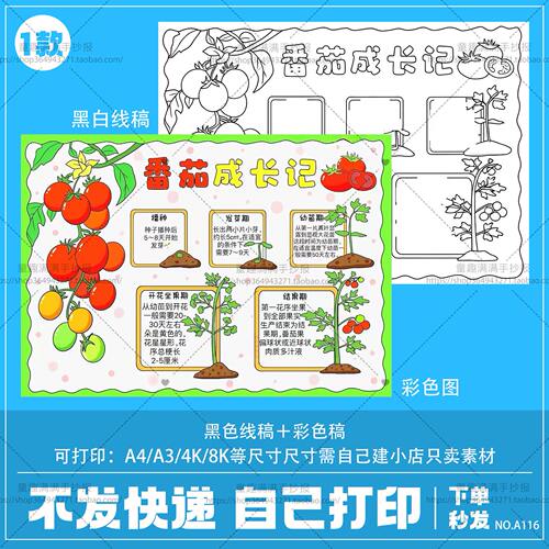 西红柿番茄生长记录手抄