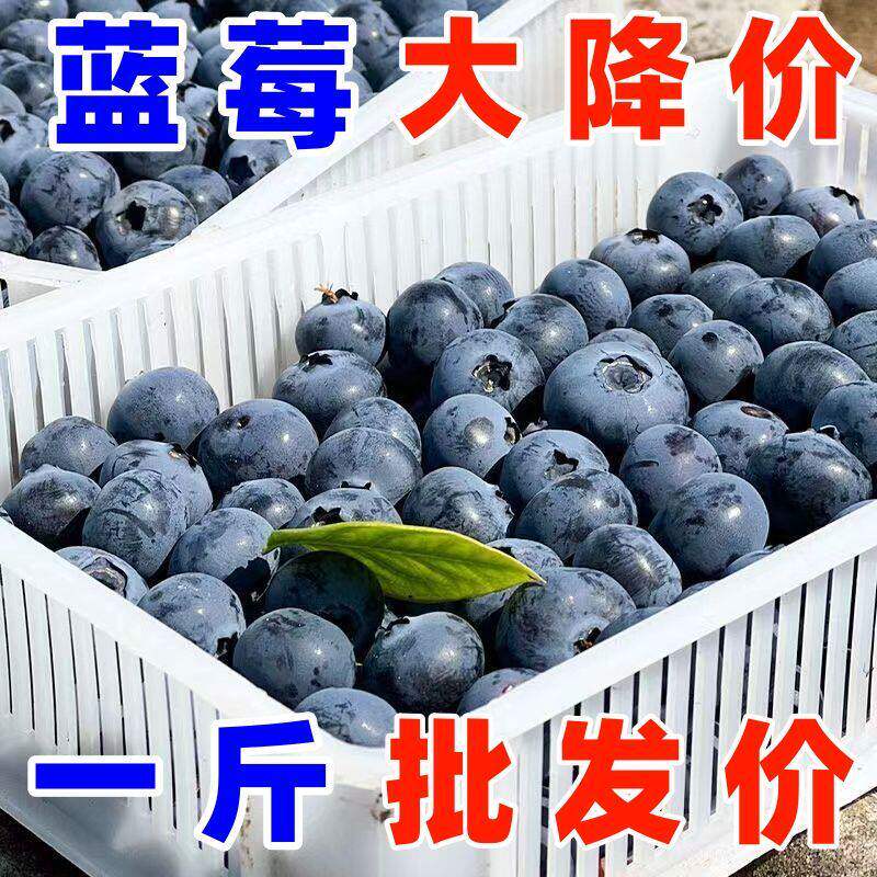 云南蓝莓鲜果新鲜高端水果当季蓝梅高山怡颗孕妇整箱包邮顺丰野果