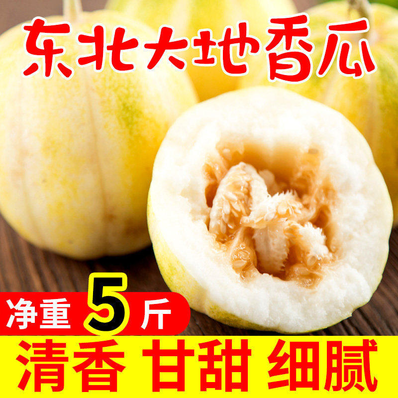 东北大地香瓜白糖罐甜瓜新鲜当季现摘甜瓜孕妇水果小香瓜脆甜蜜瓜