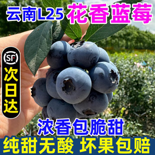 【顺丰次日达】l25云南花香蓝莓新鲜水果蓝莓鲜果抚仙湖蓝莓礼盒