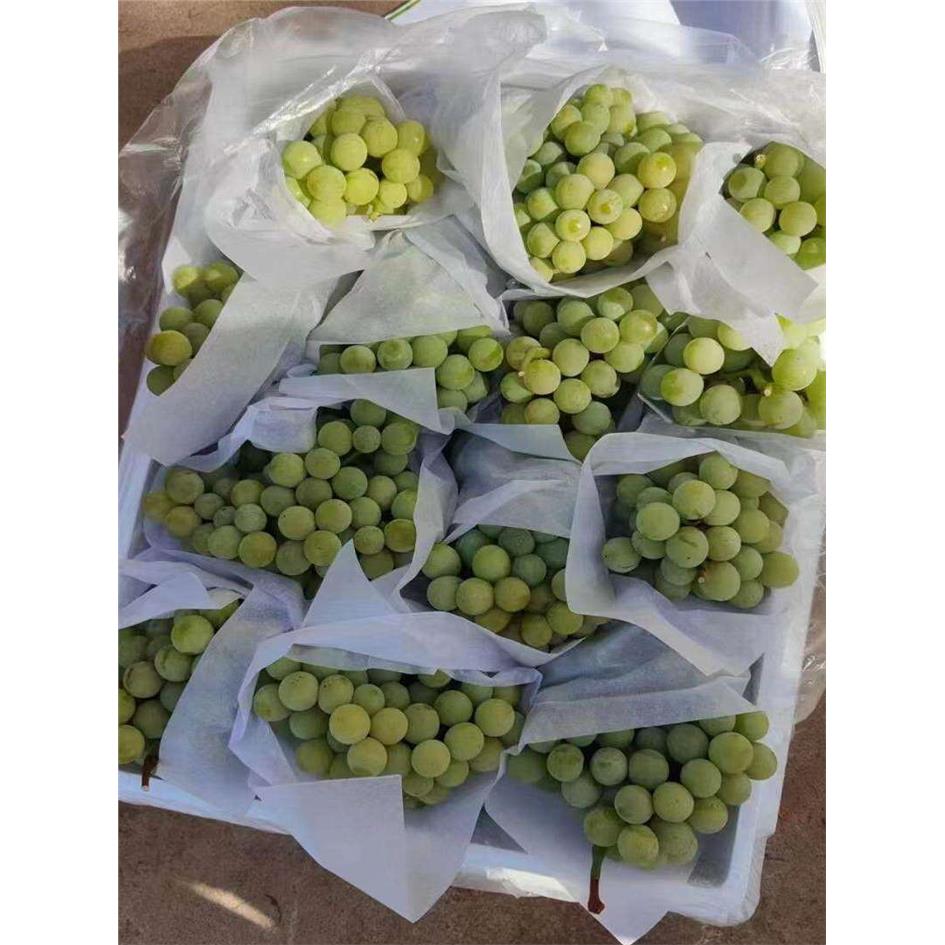 水晶葡萄湖南云南新鲜水
