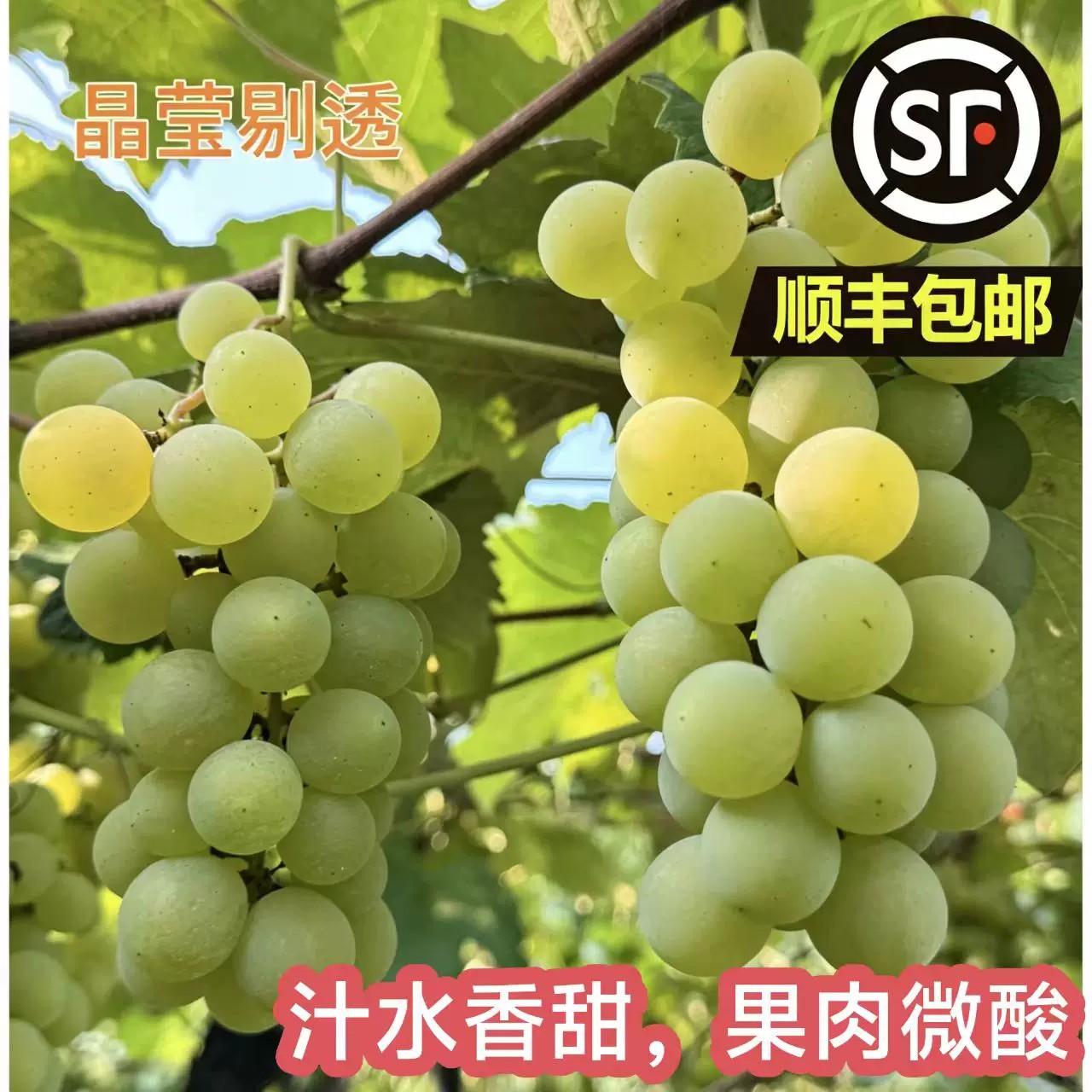 【顺丰温控包邮】有籽水