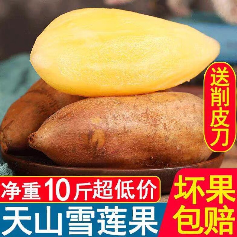特级新疆天山雪莲果新鲜当季雪连果天山雪莲果10斤现挖新鲜水果