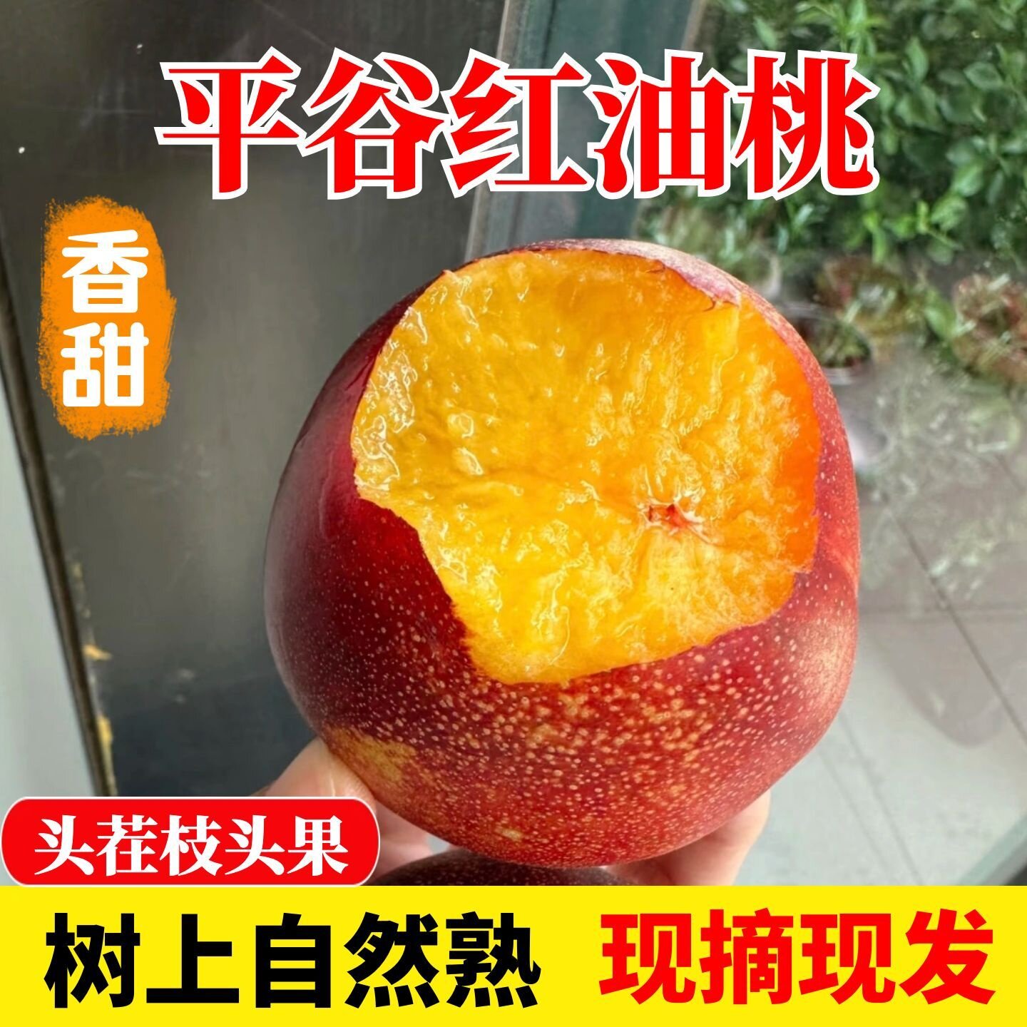 正宗平谷大桃子红油桃黄