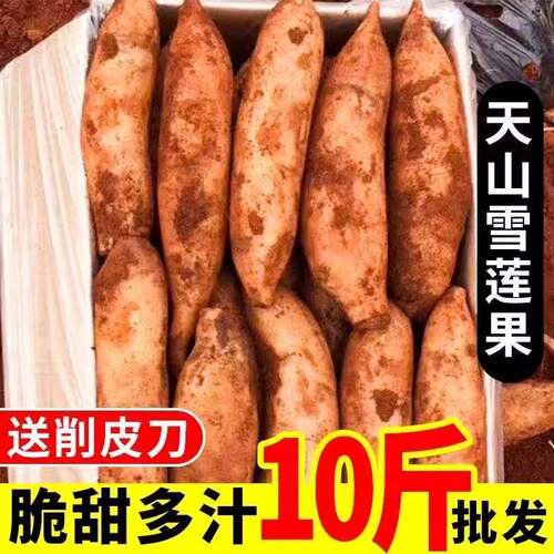 云南天山雪莲果新鲜低糖水果10斤现挖一级脆甜红心果当季大果包邮