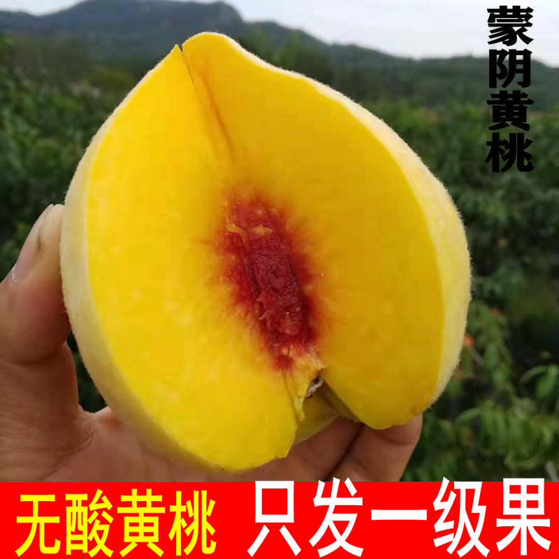 黄桃新鲜水果现摘现发山