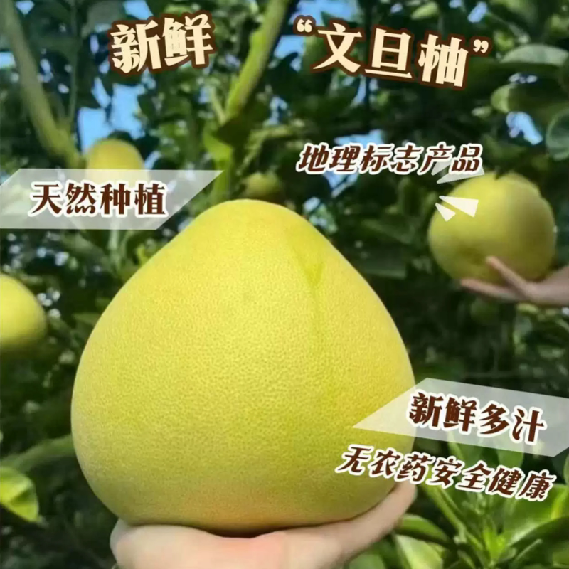正宗仙游度尾文旦柚子红肉柚子无籽孕妇水果