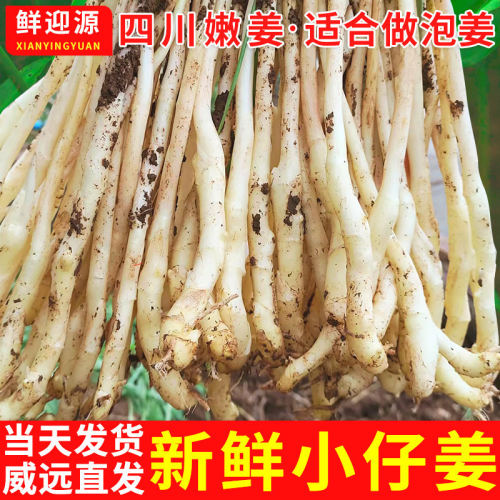 四川新鲜小仔姜威远产地冬季嫩仔姜每日新鲜现挖现发1斤3斤5斤